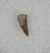 Coelophysis Tooth From New Mexico - Early Dinosaur #29096-1